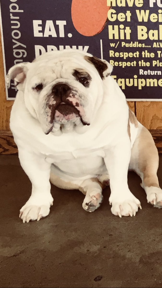 jwquick's tweet image. Drop a pic of your pet that looks like an album cover