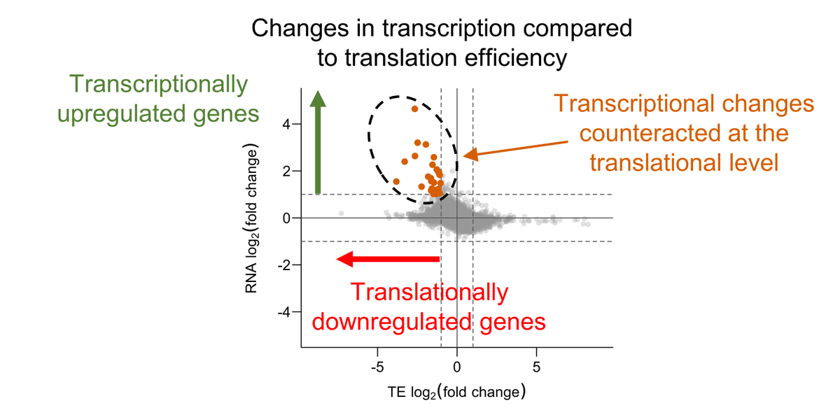 Georgia Cook tweet media