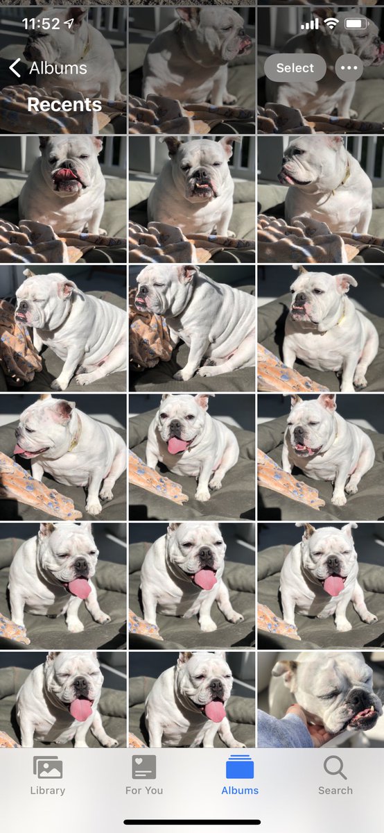 Just in case anyone wanted to know how I’m spending my day 🐾 📸