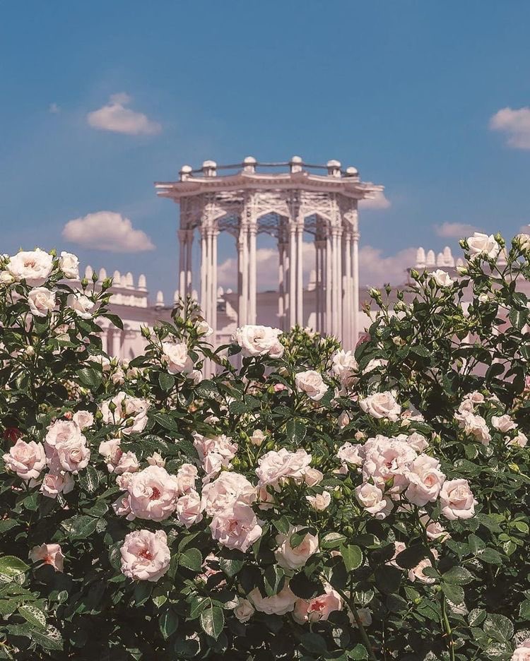 softwhitecloud's tweet image. 