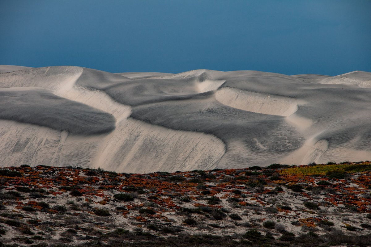 SDNHM's tweet photo. While the rest of us are fangirling over Timothée Chalamet, our #Entomology Curator @musepods got into the #Dune hype by surveying #BajaCalifornia dunes for insects and other wildlife. He didn’t report any man-eating sandworms, but the dune #scorpions were “insanely abundant.” 😬 https://t.co/e62YjTHylE