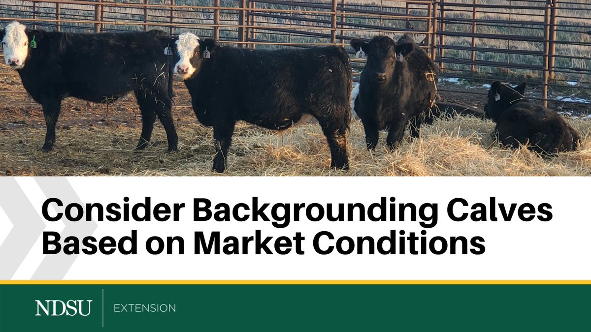 NDSUExtension's tweet photo. #Backgrounding your #calves this year may be a good option, according to our experts. https://t.co/vwBzrVaNJk https://t.co/wWcJmO4W8v