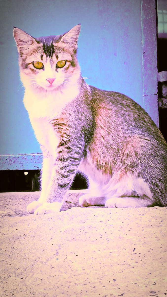 SambitkumarSi12's tweet photo. #Cat_World https://t.co/LL5L2CA4k4