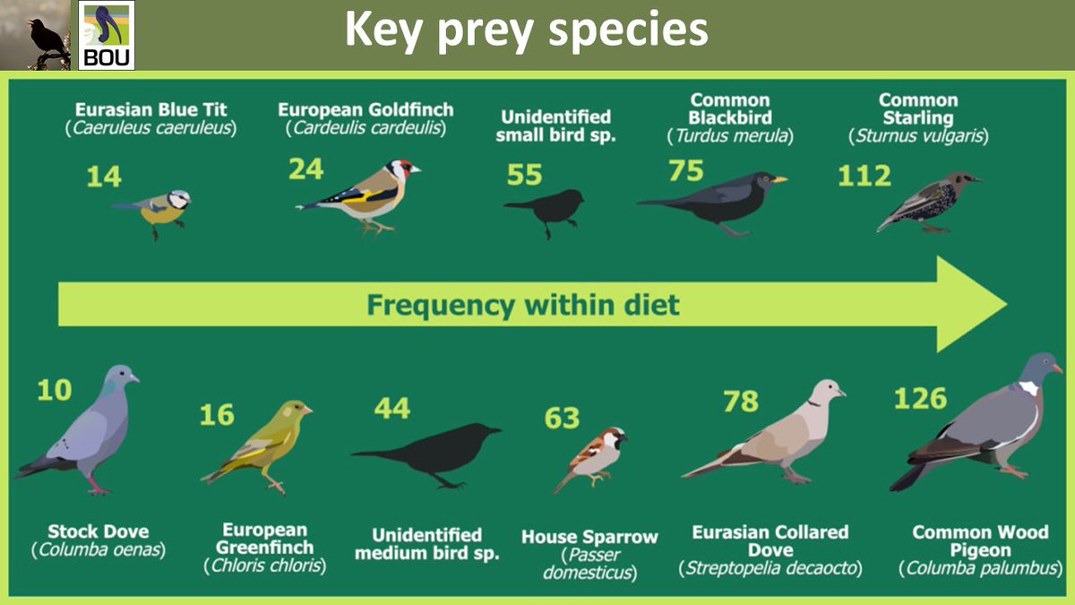 5/6 #BOUsci21 #SESH3 | What’s on the menu? Wood pigeons, starlings, collared doves and blackbirds were very frequent within the diet of UK sparrowhawks. | #ornithology