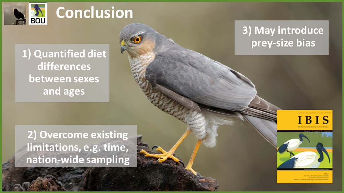 6/6 #BOUsci21 #SESH3 | The internet can help answer ecological questions! We explored diet over time and throughout the UK, however, detected a prey-size bias towards larger prey items. Find out more below: doi.org/10.1111/ibi.12… | #ornithology | bou.org.uk/blog-panter-ra…