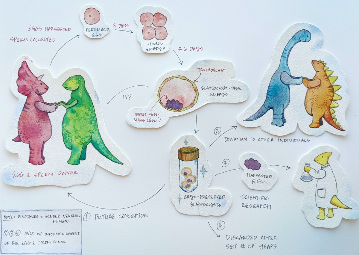 MiSciWriters's tweet photo. This Thanksgiving, we're serving up science! Our latest post by @ReneeConway discusses how human embryonic stem cells are collected for use in scientific research &amp; the ethical implications of this process. Illustration by @zoecyeoh:

https://t.co/n2qUjcAIwJ https://t.co/N796iw1fzk