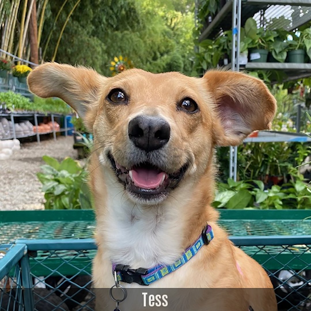race131's tweet photo. Meet some of our com-paw-titors in our first-ever Man's Best Friend Virtual Race (1-Mile)!

Register your doggo today! They'll get a 2" Finisher Medal, downloadable race bib, a spot on our "Com-paw-titors" page &amp; 10% of all registrations go to @SavingGraceNC https://t.co/570ul2Tbnd