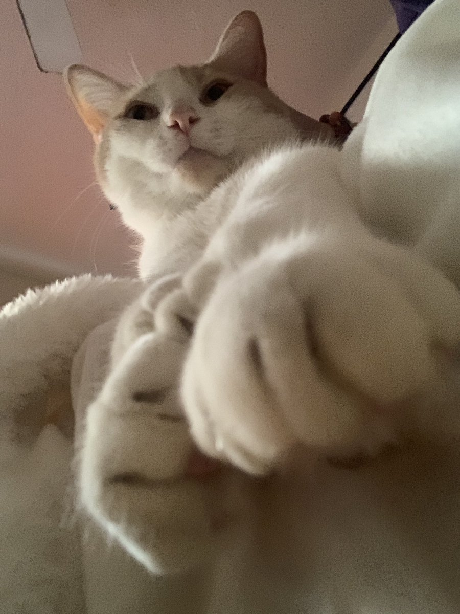 lightfairyleck's tweet photo. What’s happening? #cattwitter 😝😋 https://t.co/i2s5BCoK9j