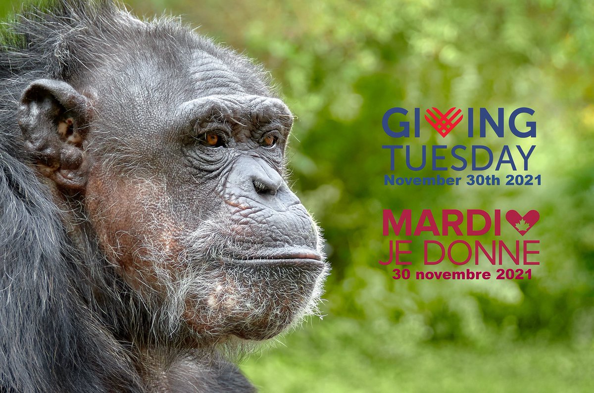 Giving Tuesday is coming soon! Mardi je donne arrive à grands pas! #GivingTuesday #FaunaFoundation #chimpsanctuary