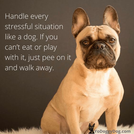 chugs_cd's tweet photo. Best advice you'll ever see! π
FB: @chugscd
IG: @chugs_cd
TW: @chugs_cd
#adoptdontbuy #adopt #rescue #foster #share #chugdog #chug #chugs #chugsofinstagram #chihuahua #pug #dogstagram #dogoftheday #dog #pet #animal #cute #happy #love #pictures #follow https://t.co/JGA7ZkAGsY