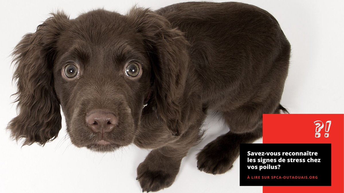 Le brouhaha qui s’installe dans nos maisons à l’approche de la période des Fêtes peut être tout aussi stressant pour vos poilus que ce ne l’est pour vous! 

Sauriez-vous reconnaître les signes de stress chez vos poilus?
🔗 loom.ly/1sMBZ_E

#stress #chiens #chats #Fêtes