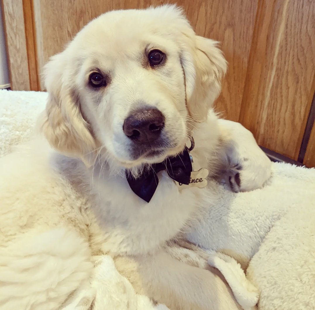 Maria_TeaRex's tweet photo. All dressed up and no place to go ๐
Cork #BigFluff is #WeddingReady https://t.co/TA8DTf06NF