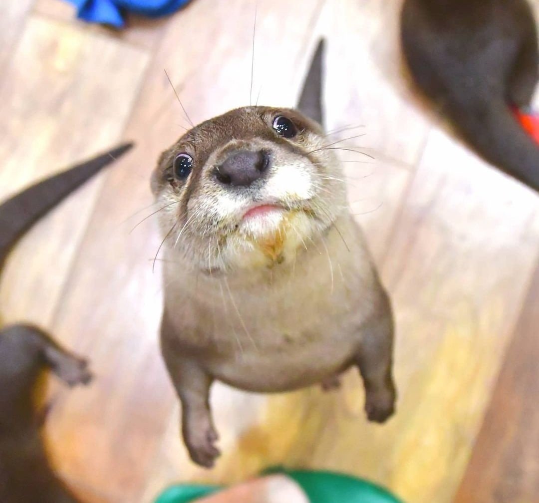 OSERVANDO A SIERTO AMIGO MIO KE SA COMPRAO UNOS RISKETO