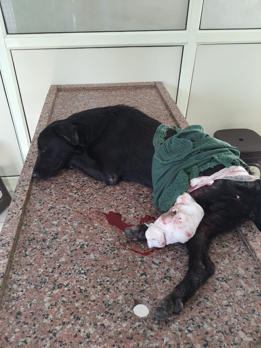 Nihharikaa_'s tweet photo. If your heart breaks when you see animals suffering, demand from the leaders/ policymakers of India, Stricter Penalties in the Prevention of Cruelty to Animals Act, 1960
#nomore50
#PMO 
#AhimsaMatters 
#WinterSession 
@narendramodi 
@PMOIndia 
@PRupala 
@pfaindia 
@PfaUttarakhand https://t.co/1pj16acjLc