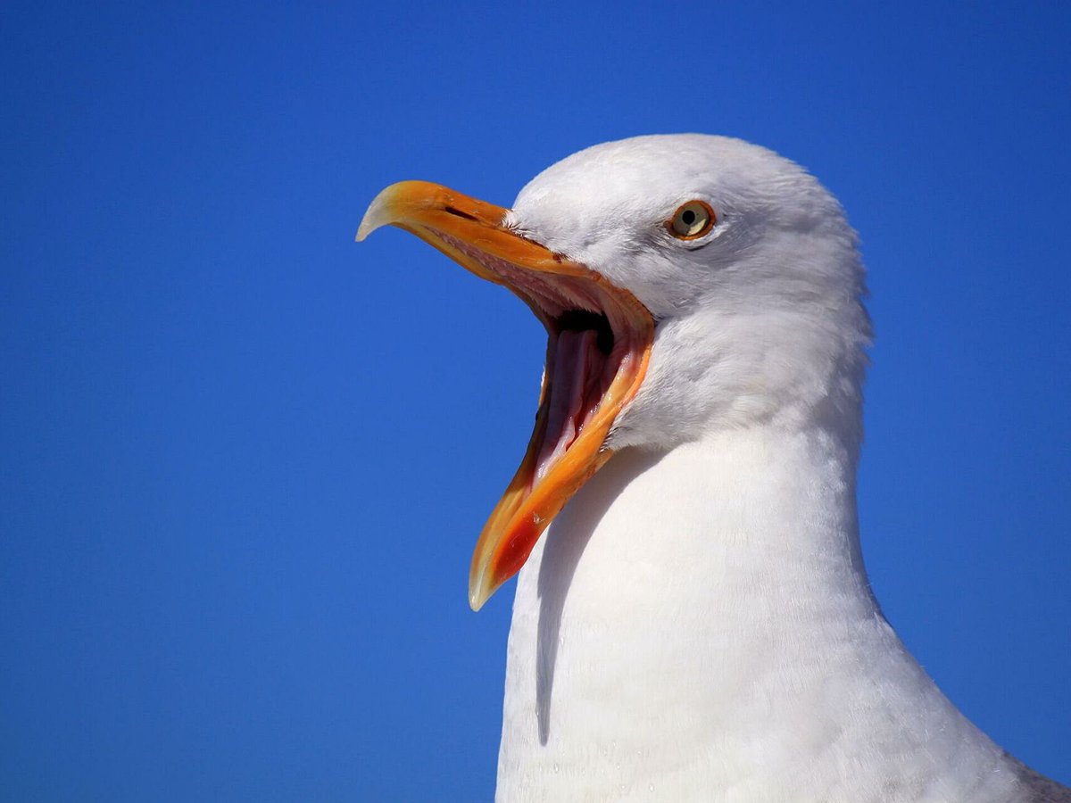 La #AutoridadPortuaria de #Vigo tiene abierta su guerra particular contra las gaviotas. 
🎯En 2020 invirtió 💶 60.000€ en un equipo de cetrería. 
🎯70% menos población Gaviotas patiamarelas 
🎯Están capturando Gaviotas vivas y las guardan en mochilas🎒¿ADÓNDE SE LLEVAN LAS AVES?