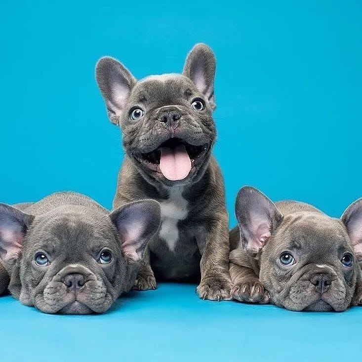 Happy family...best trios..🥰😘  #frenchieoftheday #franskbulldog #frenchbull  #bulldog