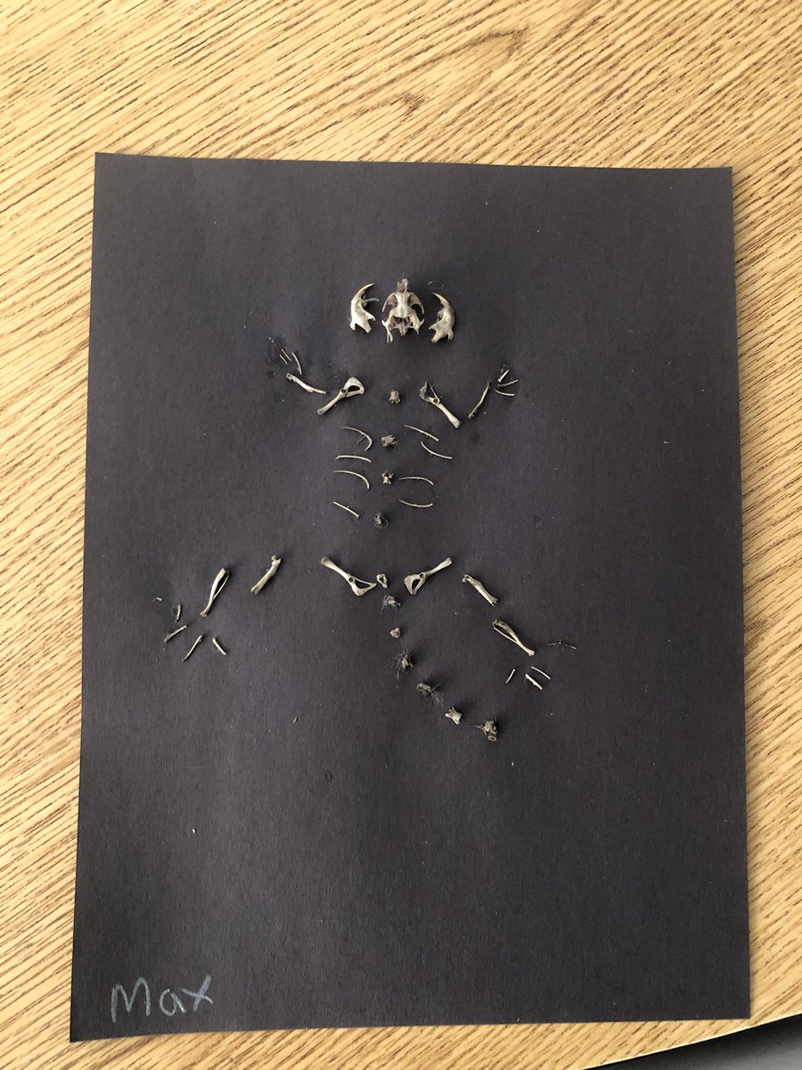 FunWithMsFlynn's tweet image. In 2008 I was a 4th grader and was amazed that we dissected owl pellets. Flash forward to 2021 and I am teaching the same lesson to my 4th grade students at the same school 🦉🔍