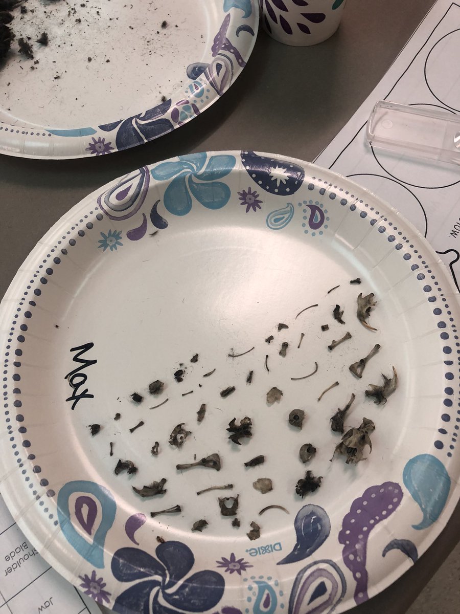 FunWithMsFlynn's tweet image. In 2008 I was a 4th grader and was amazed that we dissected owl pellets. Flash forward to 2021 and I am teaching the same lesson to my 4th grade students at the same school 🦉🔍