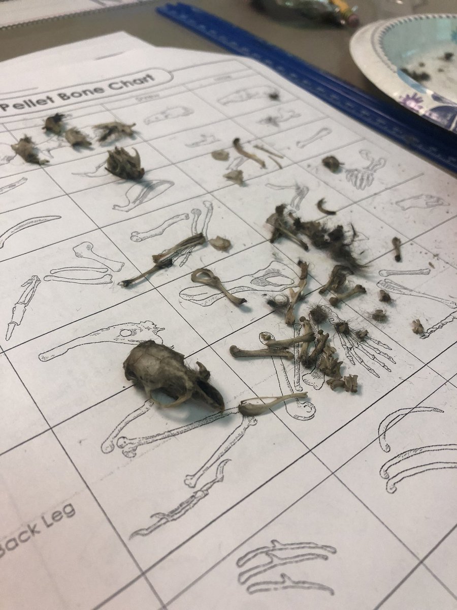 FunWithMsFlynn's tweet image. In 2008 I was a 4th grader and was amazed that we dissected owl pellets. Flash forward to 2021 and I am teaching the same lesson to my 4th grade students at the same school 🦉🔍