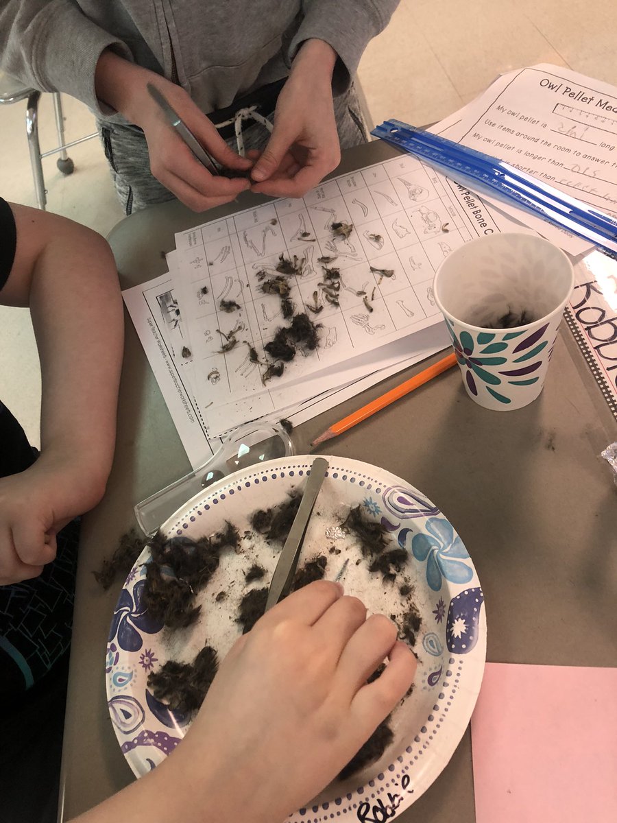 FunWithMsFlynn's tweet image. In 2008 I was a 4th grader and was amazed that we dissected owl pellets. Flash forward to 2021 and I am teaching the same lesson to my 4th grade students at the same school 🦉🔍