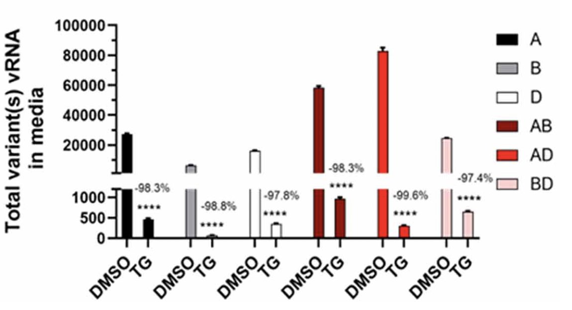 Chart from a paper with bar charts on a broken y axis scale. Paper: "Emergent SARS-CoV-2 variants: comparative replication dynamics and high sensitivity to thapsigargin"