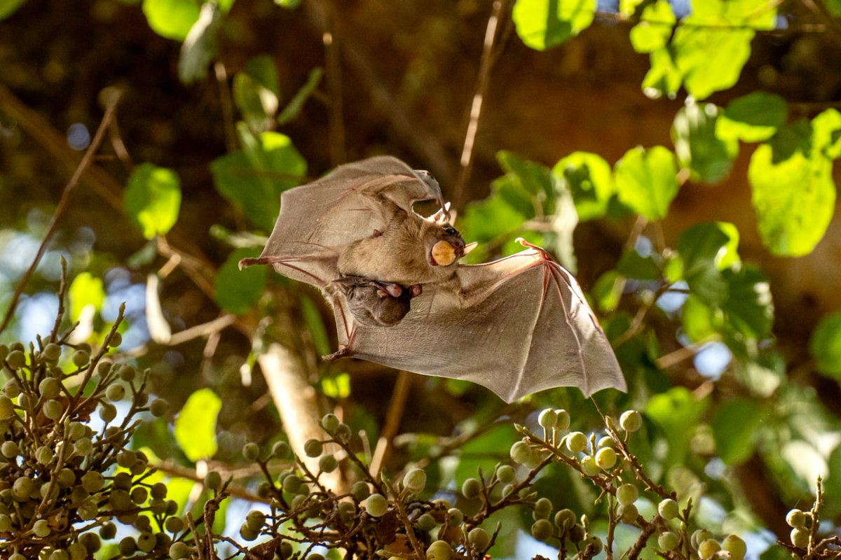 Our new paper in <a href="/CurrentBiology/">Current Biology</a> is out: Mother bats facilitate pup navigation learning!

Great work by <a href="/AyaGoldshtein/">Aya Goldshtein</a> &amp; <a href="/Lharten/">Lee Harten</a> 

Check it out: sciencedirect.com/science/articl…

Photo by <a href="/BatsTlv/">bats.tlv</a> 

#bats #navigation #learning #pups