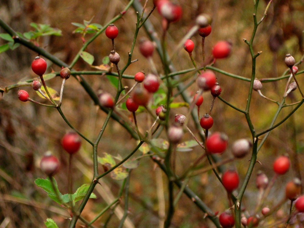 Look out for #RoseHips 🌹 These fruits grow from many varieties of Rose plant, in hedgerows and on roadsides. Look for a small, orange to red fruit which can be quite prickly. Rose Hips have a sour, slightly sweet flavour that makes a lovely jam, or even a very unique wine!