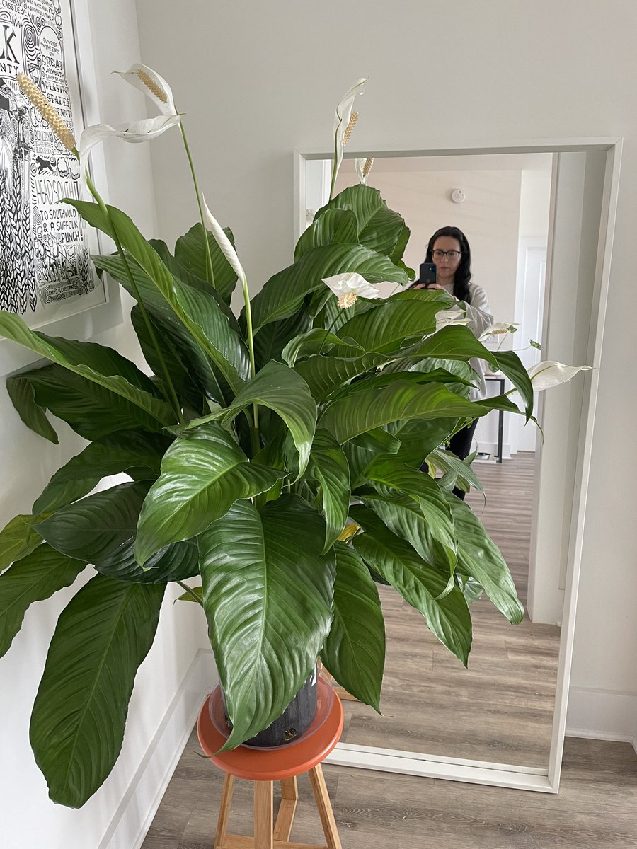 Biggest everrrrr Peace Lily for me… 

#houseplants #houseplantclub #crazyplantlady
