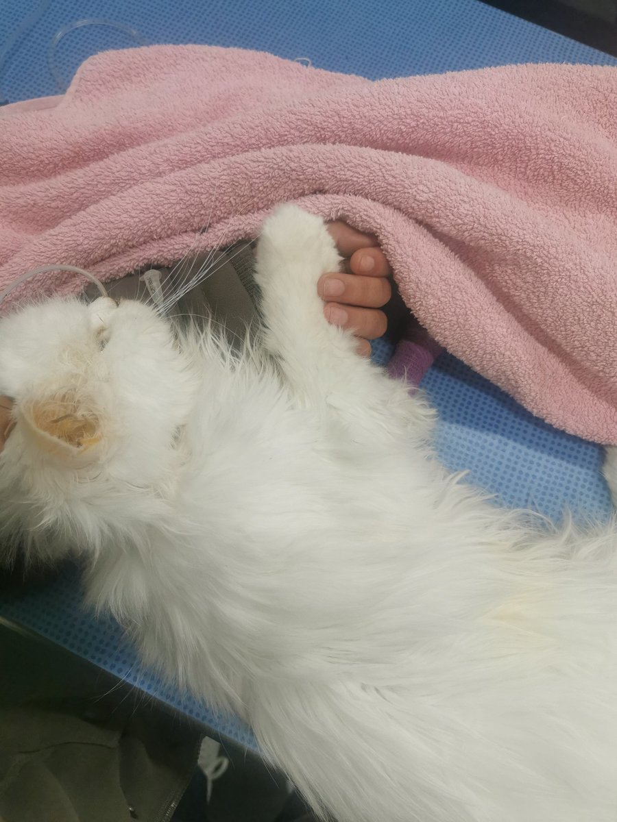 marcuspawrelius's tweet photo. Laatste hoop.

Dagenlang gezocht naar het 'zeldzame medicijn' om uiteindelijk viavia er vandaag aan te geraken dankzij een vriend die kilometers heeft gereden. 

Deze ochtend kreeg ik nl het slechte nieuws dat hij zijn laatste adem zou uitblazen. Afgekoeld. Opgegeven.

1/ https://t.co/3AyMSb1sGr