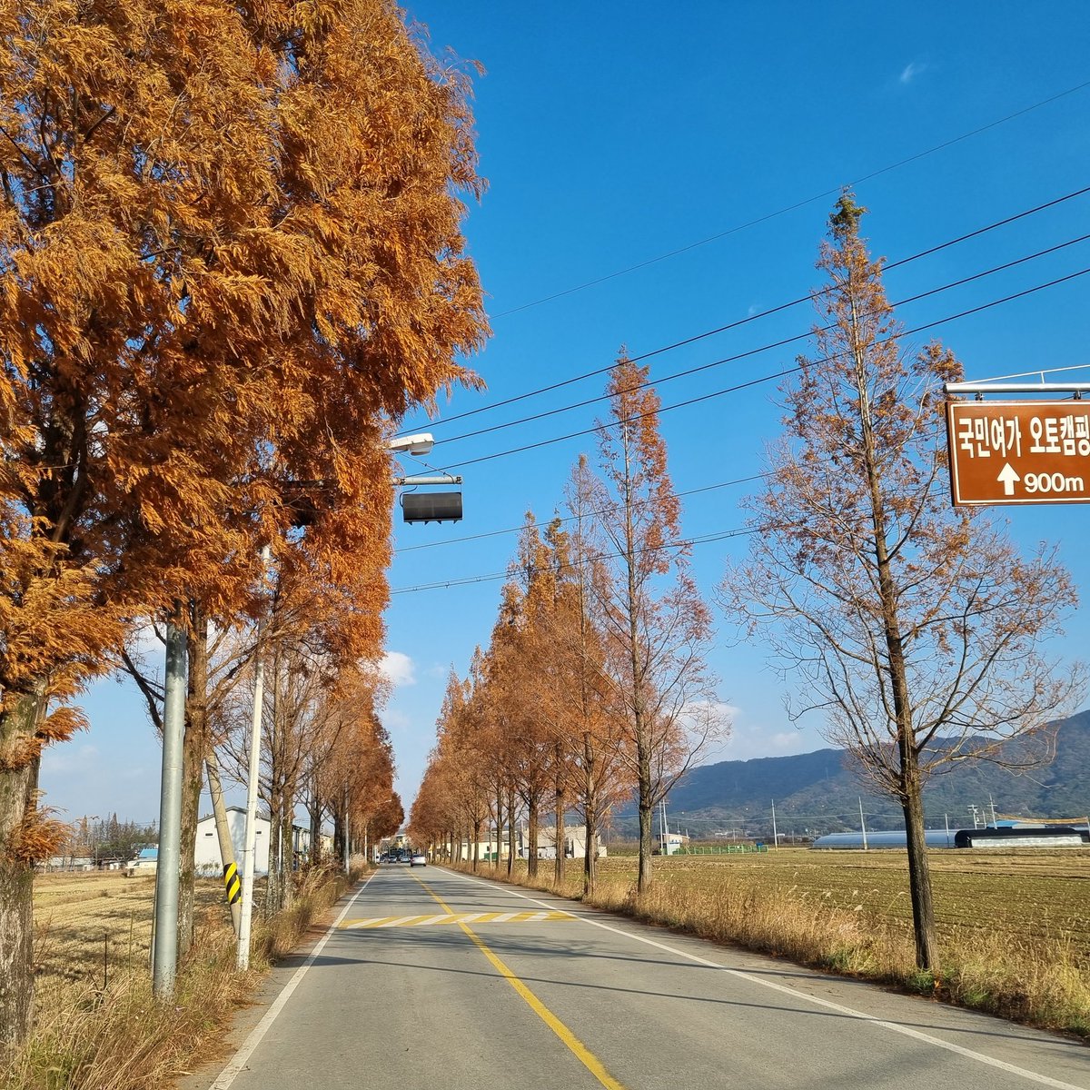 hanpil's tweet photo. 나의 고향
광주 광산구 본량의 용진산, 메타세콰이어나무, 억새...
그리고 청명한 늦가을 하늘. https://t.co/4zSRny7Y6k