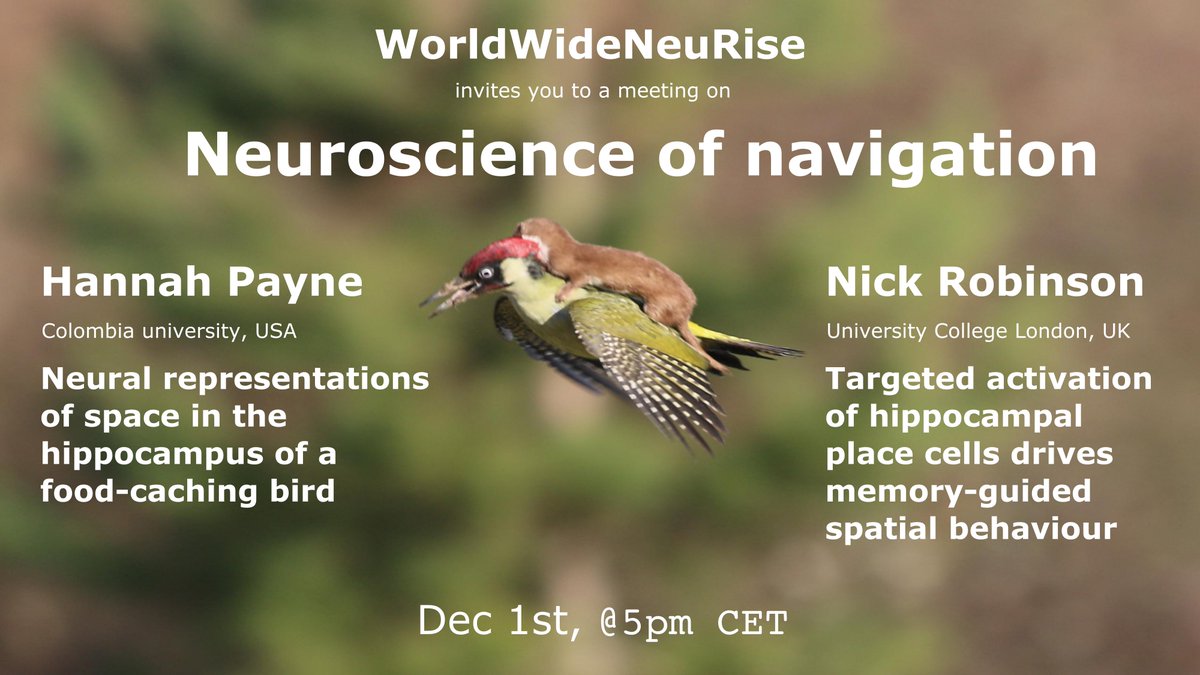 WWNeuRise (@wwneurise) on Twitter photo Next Wednesday <a href="/worldwideneuro/">World Wide Neuro š§ šŗļø</a>: <a href="/HannahPaynePhD/">Hannah Payne</a> compares bird with mammal hippocampus, and <a href="/nicktmrobinson/">Nick Robinson</a> investigates the role of place cells in navigation. world-wide.org/Neuro/WWNeuRis⦠Next Wednesday <a href="/worldwideneuro/">World Wide Neuro š§ šŗļø</a>: <a href="/HannahPaynePhD/">Hannah Payne</a> compares bird with mammal hippocampus, and <a href="/nicktmrobinson/">Nick Robinson</a> investigates the role of place cells in navigation. world-wide.org/Neuro/WWNeuRisā¦