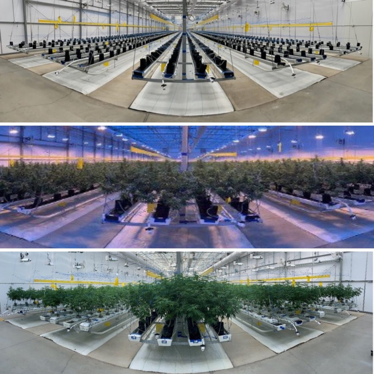 We've had several growers trial our products against their usual mediums with great success! Charged Carbon is being used in the centre of each photo below. 

To learn about more opportunities at Pure Life Carbon, check out our upcoming investor’s forum: zcu.io/rqRO