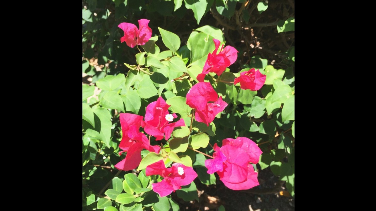 AHersheyAuthor's tweet photo. No one can steal contentment, joy, gratitude, or peace. 🌸 Kristin Armstrong #Thanksgiving https://t.co/TYpWj2d9um