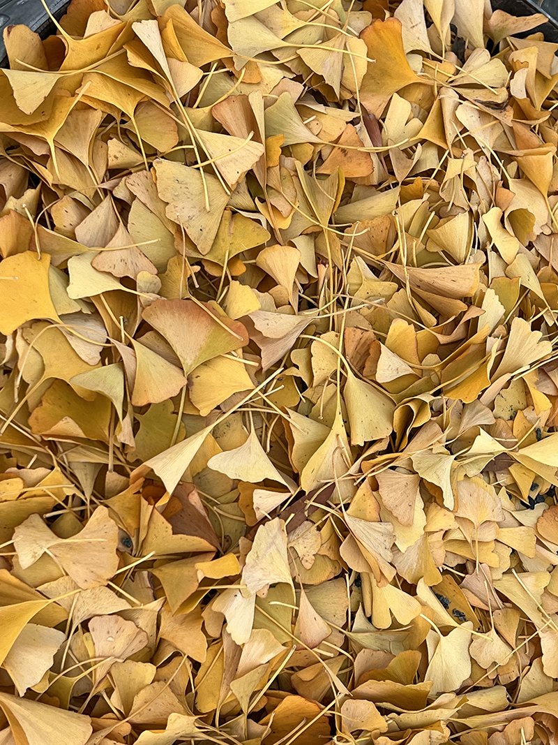 When architect Steven Holl planted 35 ginkgo trees at the Kennedy Center’s new addition known as the REACH, Holl hoped the trees would drop their golden leaves in tribute on Nov. 22, the day Kennedy died. This week they did. Photos: Sandy Willen #gingkotree #fallfoliage #kennedyc