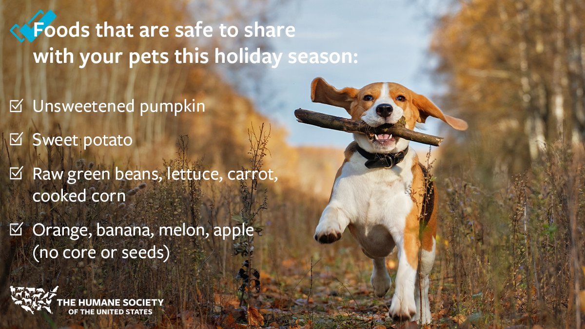 humaneworldorg's tweet photo. Keep everyone in your family safe and happy this #holidayseason! 

We know it can be hard to resist those begging eyes at the table, but some foods are dangerous for pets. https://t.co/2iIPPRIgoZ