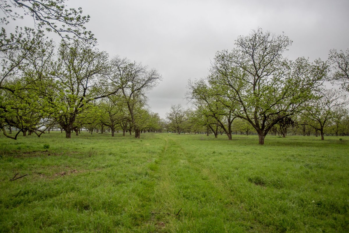 nobleresinst's tweet photo. Can #pecan production be #regenerative? Troy Swift of Swift River Pecans LLC in Fentress, Texas, shares with us how he is implementing a regenerative approach on his pecan #farm: https://t.co/pFfkBy7OiP.

#NobleResearchInstitute #NobleRancher #regenerativeagriculture https://t.co/5NCQjDnVkn