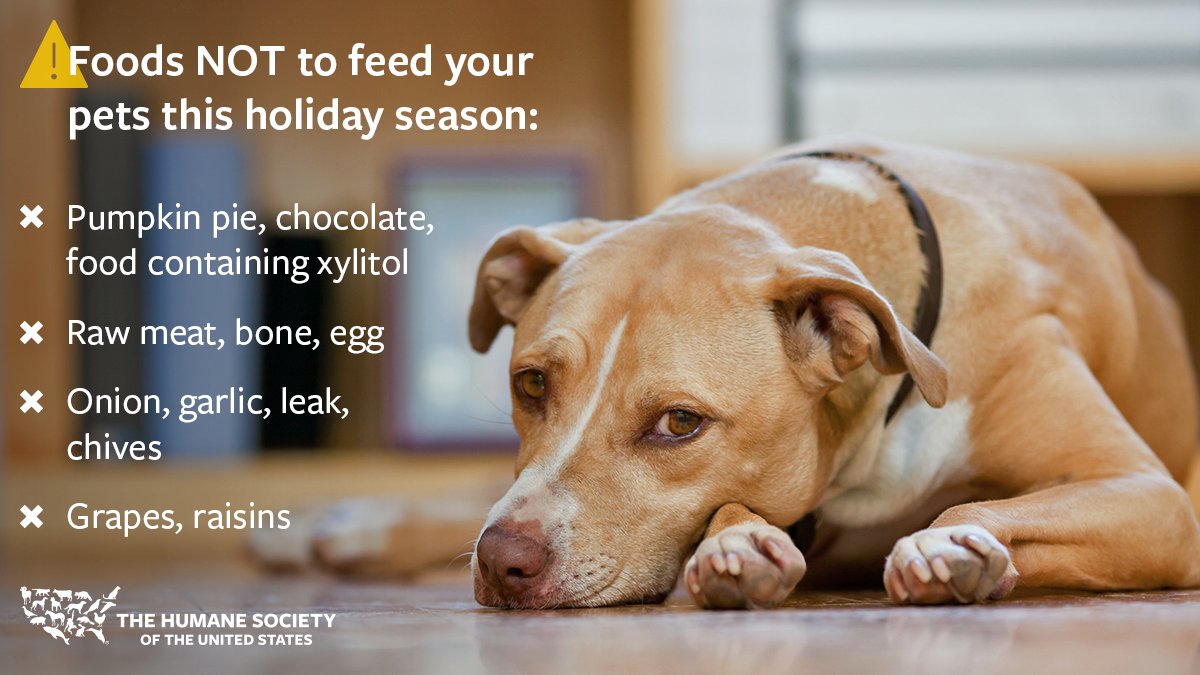 Does The Humane Society Treat Sick Dogs