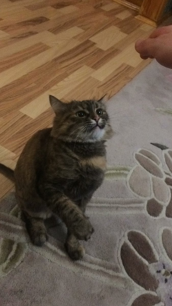 cd_logic's tweet photo. @NaughtyCatsNFT Cat Lover in the House 😼 https://t.co/uI0mFc8KnL