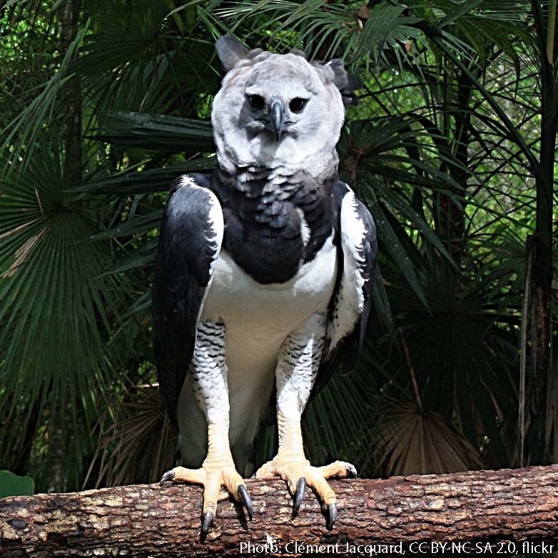American Museum of Natural History on X: The Harpy Eagle inhabits