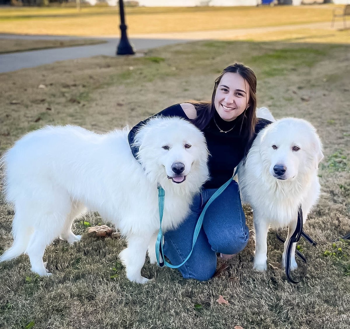 Big Fluffy DogRescue tweet media