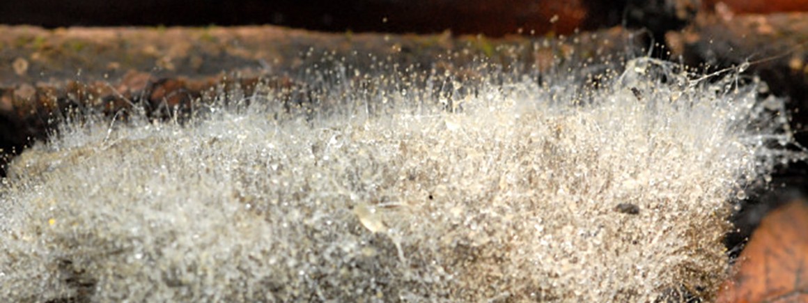 Rock eating fungi? If you are interested in fungi-mineral interactions, the PhD project might be of interest:  The role of Mucoromycotina ‘fine root endophytes’ in silicate mineral weathering and plant nutrition <a href="/ACCE_DTP/">ACCE DTP</a>  <a href="/KatieField4/">Prof. Katie Field</a>  <a href="/FlaviaPinzari/">Flavia</a> <a href="/NHM_Science/">Science at the Natural History Museum</a>