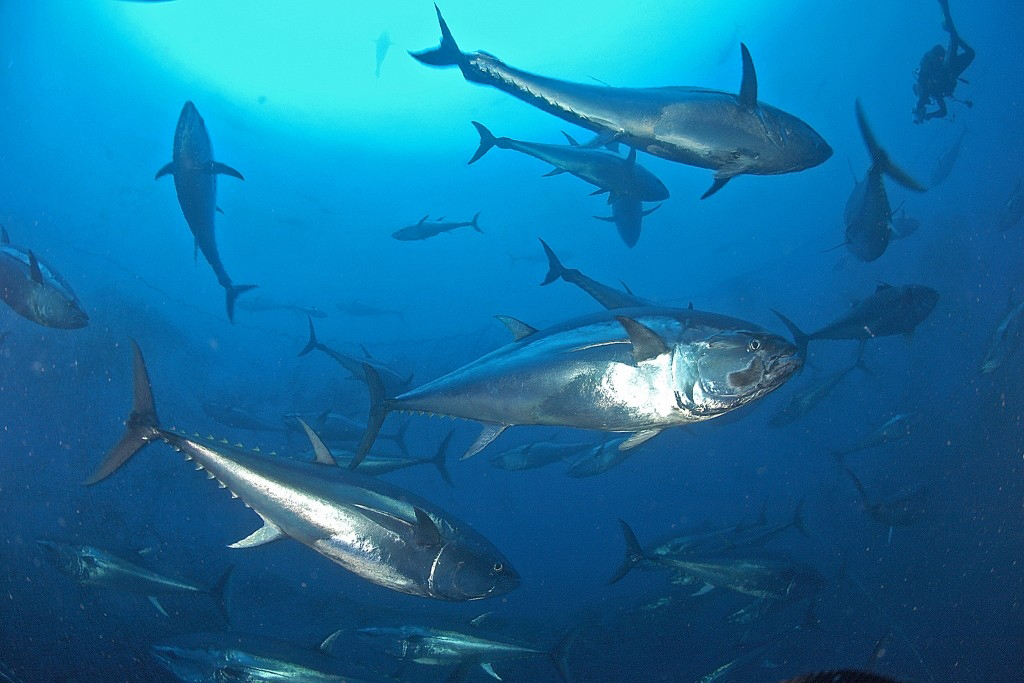 FPA2's tweet photo. Atlantic #BluefinTuna 🐟 Efforts to fight #overfishing have paid off with biomass up by 400% from 2009 (@WWF), but major challenges remain: illegal fishing & the unsustainable practice of tuna fattening.
Full article 👉 https://t.co/enWb1RslUt
#ConservationActions #OurActions https://t.co/88we1jVJ8c