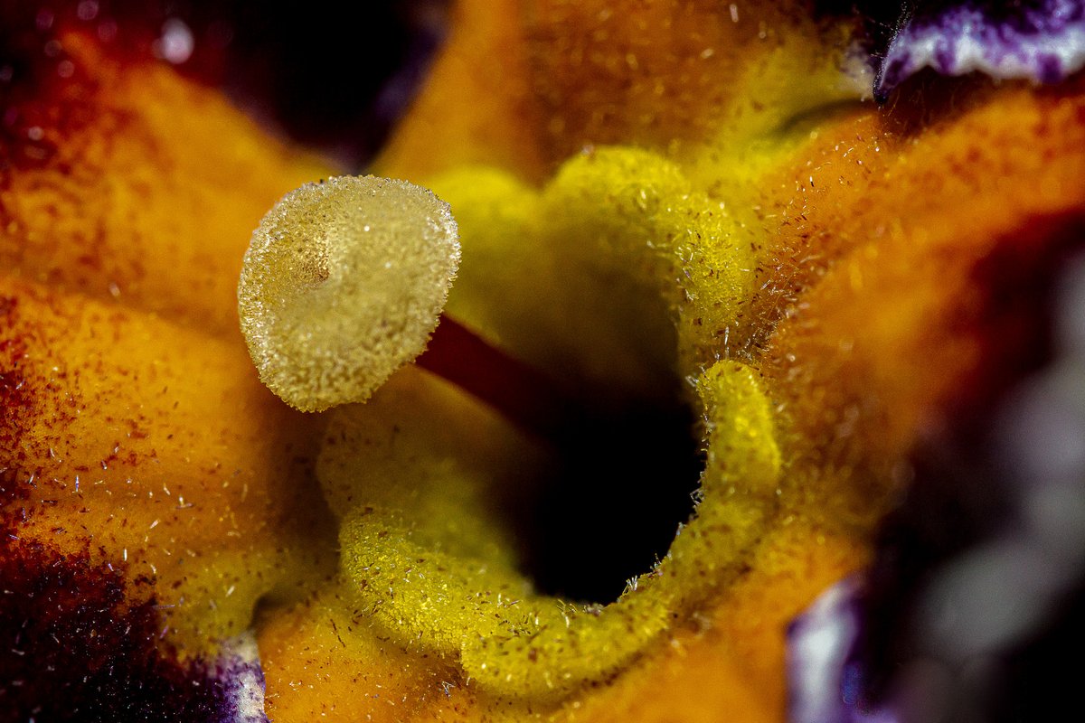 My first collection : Tiny World on 
<a href="/objktcom/">objkt</a>
 Macro and Closeup photography
objkt.com/profile/tz1ZBw…

#NFTs #NFT #NFTCommunity #nftcollectors #photography  #tezos #tezoscommunity #tezoscollector