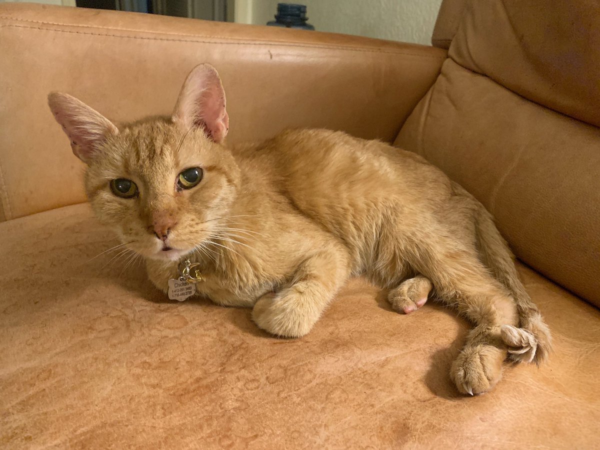 TheBusyOwl's tweet photo. Happy Thanksgiving from our lil furry orange family! Chicken’s hyperthyroidism is finally under control and gained 0.5 pounds in the last 4 weeks, Ozzy still dreams about playing with Chicken’s tail. #kittenproblems #kittyfam #myboyz https://t.co/Q3l7GxcPXm