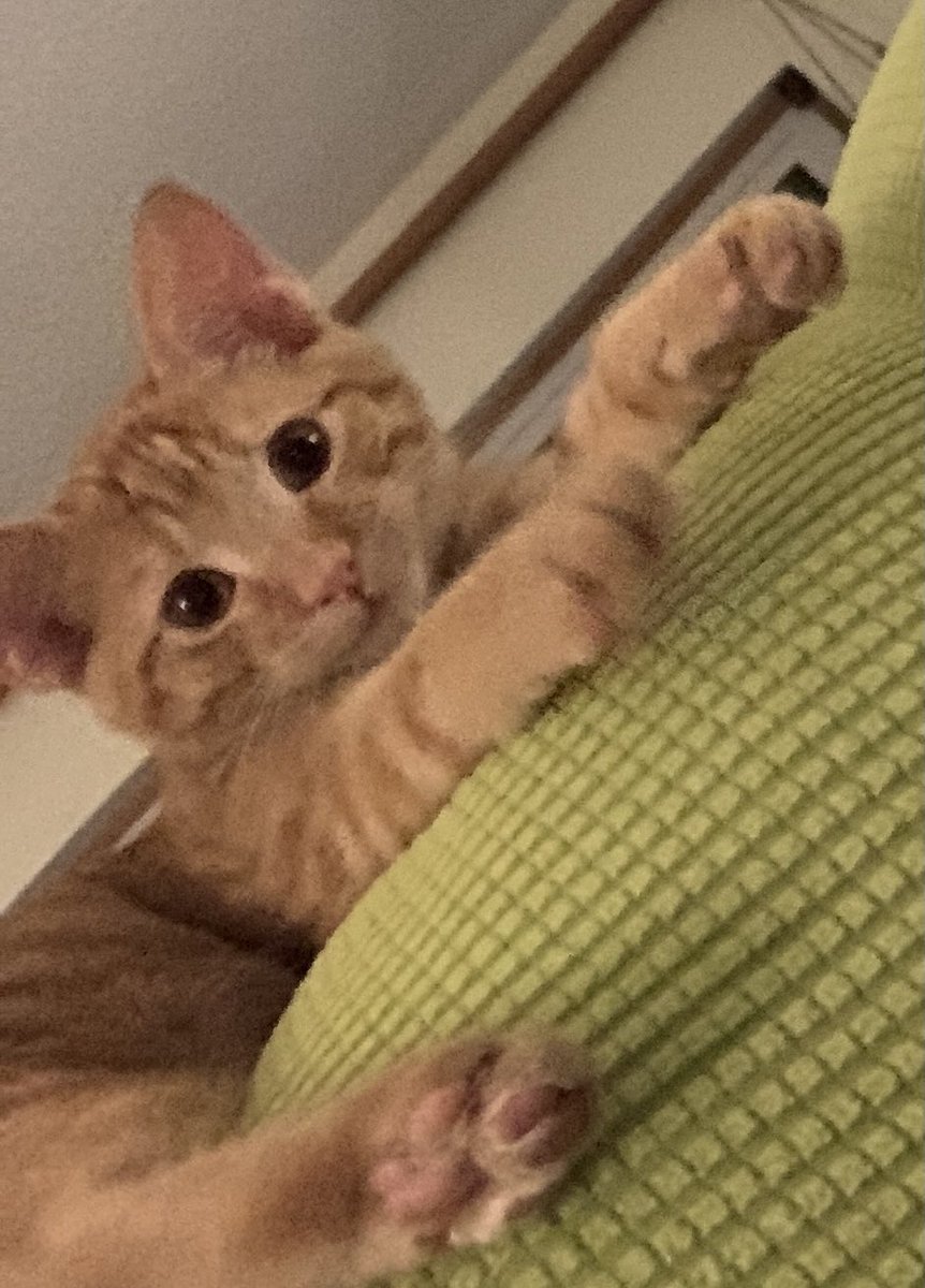 TheBusyOwl's tweet photo. Happy Thanksgiving from our lil furry orange family! Chicken’s hyperthyroidism is finally under control and gained 0.5 pounds in the last 4 weeks, Ozzy still dreams about playing with Chicken’s tail. #kittenproblems #kittyfam #myboyz https://t.co/Q3l7GxcPXm