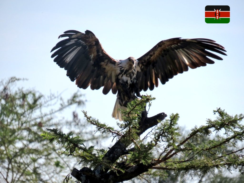 JKARAMANA's tweet image. #BirdsSeenIn2021 @Britnatureguide @Team_eBird Juvenile African fish Eagle spotted it in #Emining #Baringo #Kenya #wildlifephotography #birdphotography
