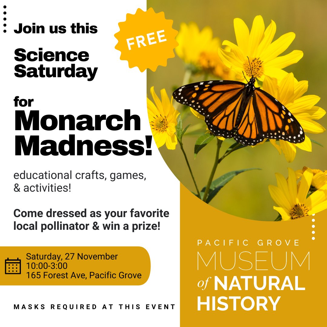 PGMuseum's tweet photo. Itβs Monarch Madness at the PG Museum! Come to the museum this Saturday for fun pollinator-themed activities & crafts! Dress up as your favorite pollinator to win a prize. 27 November, 10-3:00. This event is free for all. Masks required.
#ScienceSaturday #ThingsToDoInMonterey https://t.co/piaPtggUiv