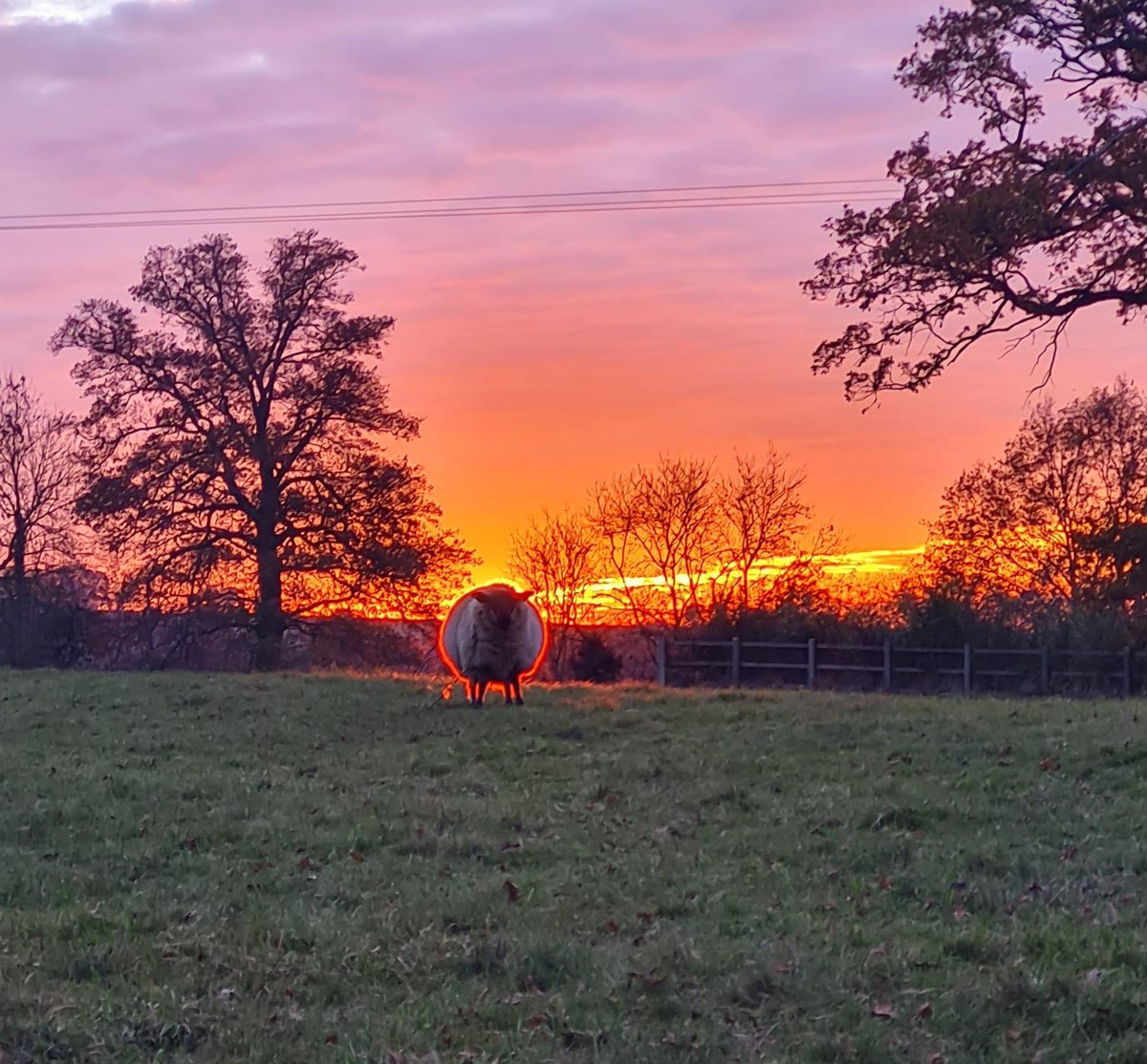 MissTArchie1's tweet photo. Mum just had to post this photo taken by someone in the village - looks just like the sheep has had her Ready Brek ( for those old enough to remember the advert) 😹😹😹 https://t.co/qECHjJK9u8