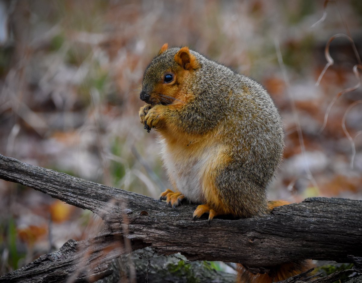 'Ho ho ho. There will be no bargain for the nuts, young Jedi.'
#Squirrel #ReadyForWinter #Nature #NatureLovers #Wildlife #FoxSquirrel #NaturePhotography