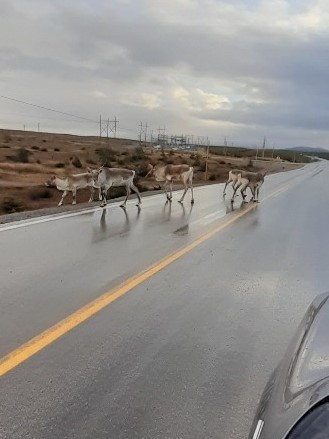 FAL_GovNL's tweet photo. Motorists are encouraged to be aware of caribou on Northern Peninsula roadways between St. Anthony Airport and Eddies Cove &amp; St. Anthony Airport and Main Brook. Caribou are expected to remain active in these areas throughout late fall and winter. https://t.co/TQpumBIlV3 #GovNL https://t.co/moLmB2kmSA